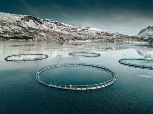 Лососевая ферма в Норвегии, фото: Getty Images